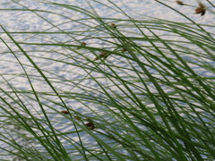 Bolboschoenus laticarpus