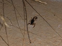 Centruroides ochraceus