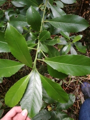 Melicytus macrophyllus