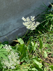 Daucus carota