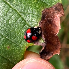 Harmonia axyridis
