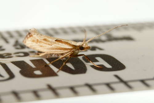 Dame's Rocket Moth photo 4