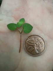 Nertera dichondrifolia