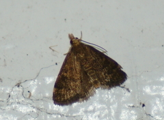 Loxostegopsis merrickalis