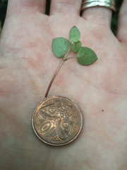 Nertera dichondrifolia