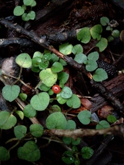 Nertera dichondrifolia