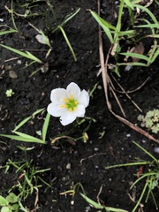 Zephyranthes candida