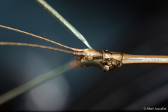 Diapheromera calcarata