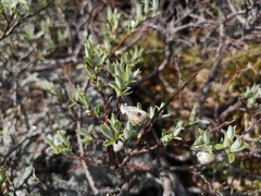 Salix lapponum