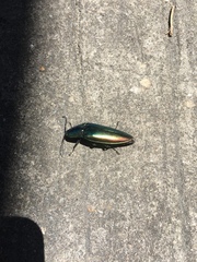 Campsosternus auratus