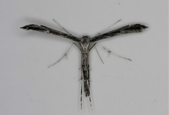 Hellinsia inquinatus