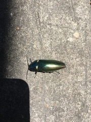 Campsosternus auratus