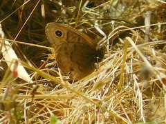 Cercyonis pegala boopis