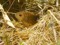 Cercyonis pegala boopis