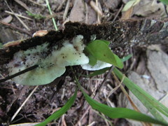 Antrodiella