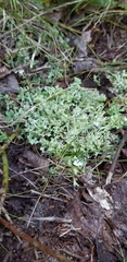 Cladonia turgida