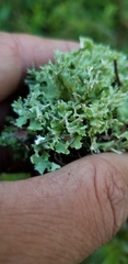 Cladonia turgida