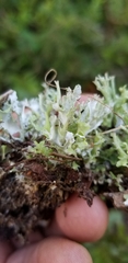 Cladonia turgida