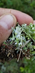 Cladonia turgida