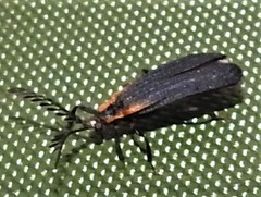 Leptoceletes basalis