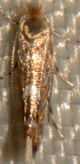 Phyllonorycter propinquinella