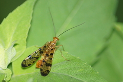 Panorpa claripennis