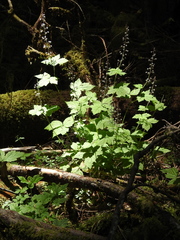 Tiarella trifoliata trifoliata