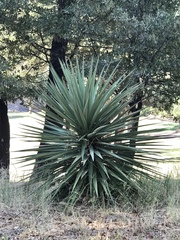 Yucca madrensis