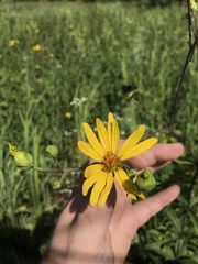 Silphium asteriscus trifoliatum