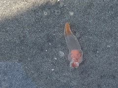 Clione limacina