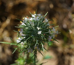 Navarretia intertexta