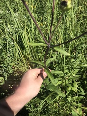 Silphium asteriscus trifoliatum