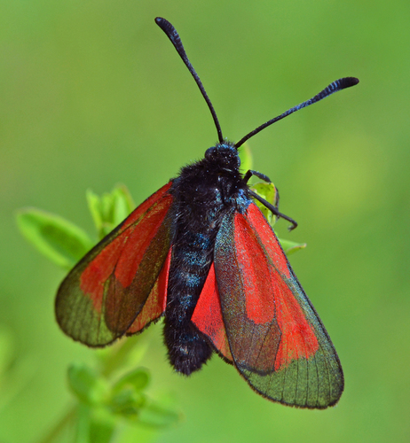 Blood Droplet Burnet