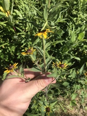 Rudbeckia hirta pulcherrima