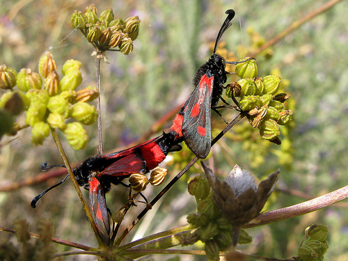 Blood Droplet Burnet