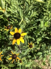 Rudbeckia hirta pulcherrima