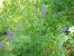 Lupinus parviflorus
