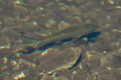 Ptychocheilus oregonensis