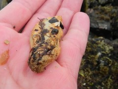 Eupentacta pseudoquinquesemita