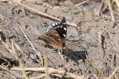 Charaxes guderiana guderiana