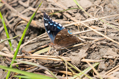 Charaxes guderiana guderiana