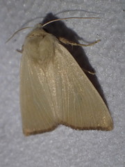 Arenostola phragmitidis