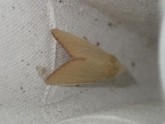 Arenostola phragmitidis