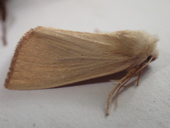 Arenostola phragmitidis