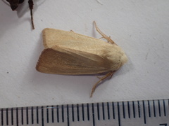 Arenostola phragmitidis