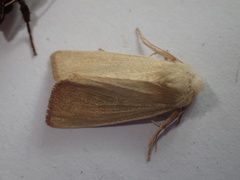 Arenostola phragmitidis