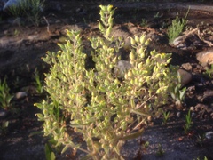 Mimetanthe pilosa