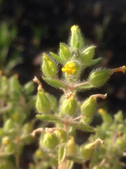 Mimetanthe pilosa