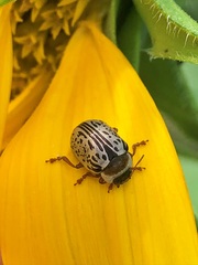 Calligrapha multipunctata
