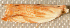 Ancylis platanana